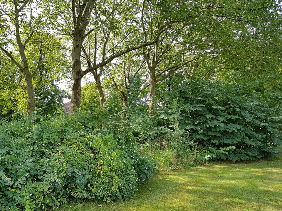 Bomen en struiken