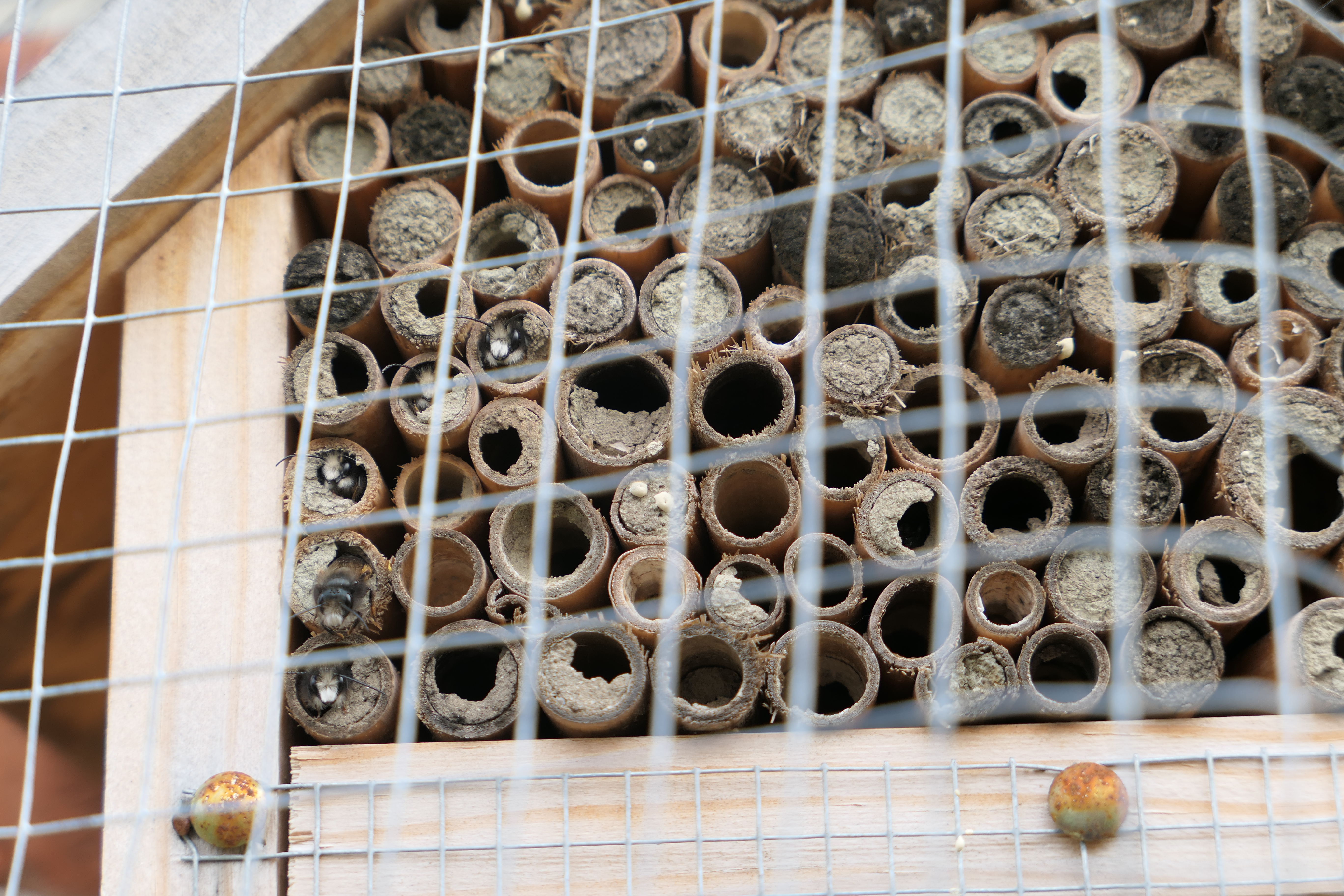Bijtjes in het insectenhotel