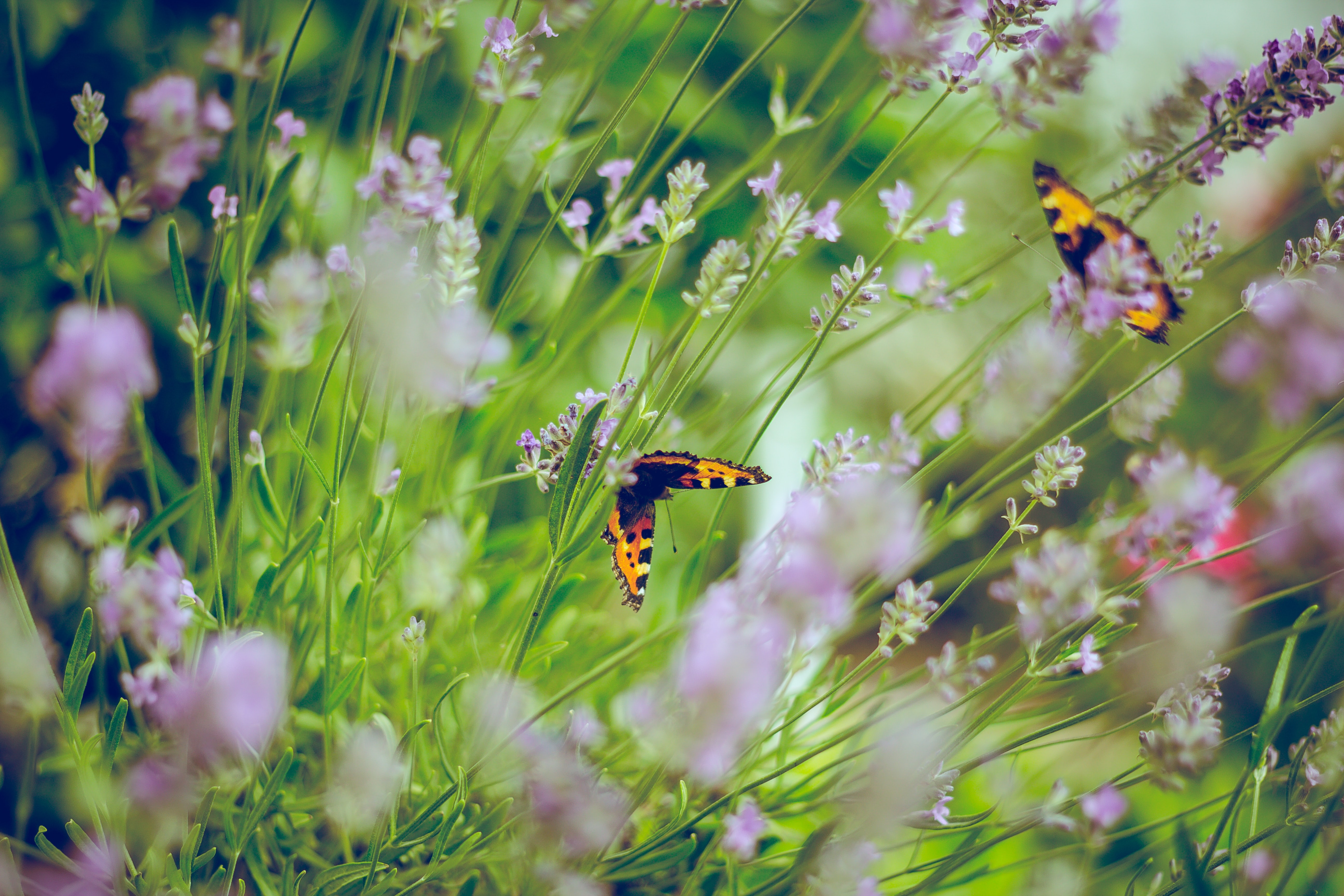 biodiversiteit