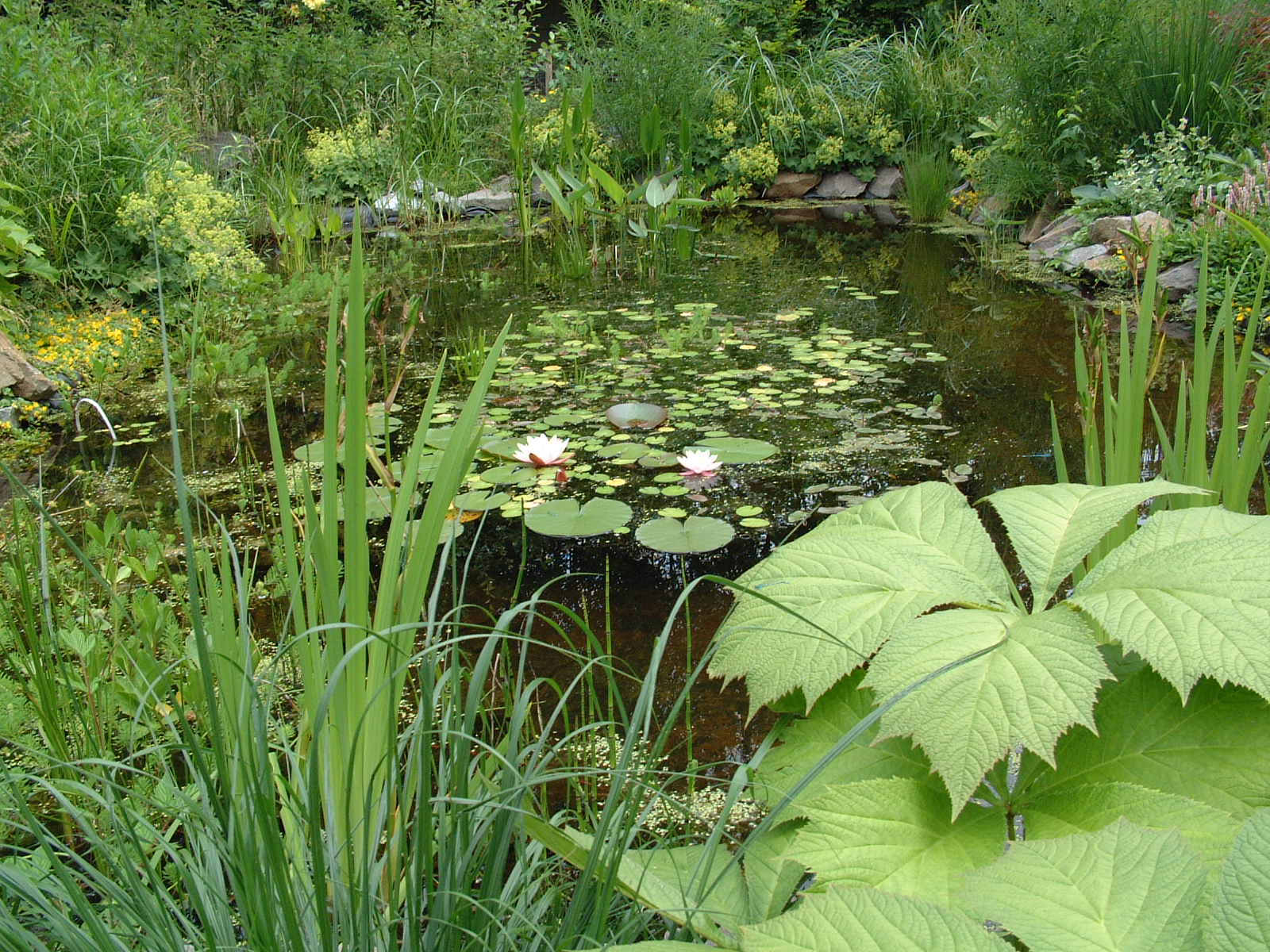 wateropvang in de tuin Wateropvang in de tuin